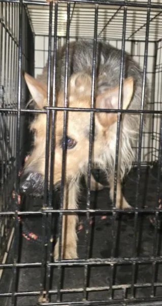 Znaleziono psa, Radom, 18 marca 2026