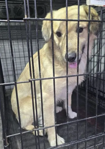 Znaleziono psa, Radom, 17 marca 2026