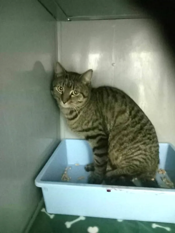 Znaleziono kota, Ciosny, 22 marca 2026