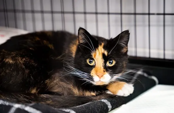 Kot do adopcji, Tychy, 28 lutego 2026