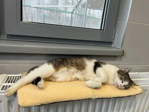 Kot do adopcji, Tychy, 23 lutego 2026