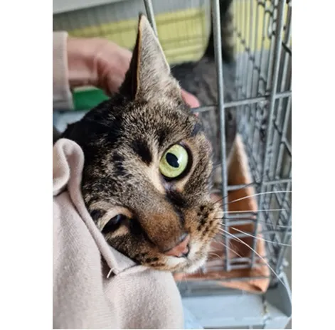 Kot do adopcji, Wrocław, 3 marca 2026