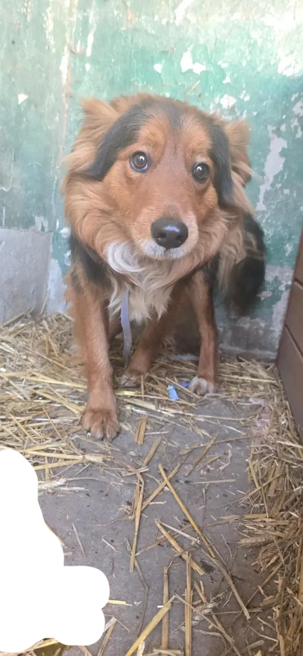 Pies do adopcji, Oborniki, 3 marca 2026 (2/2)