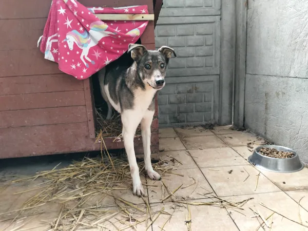 Pies do adopcji, Oborniki, 13 stycznia 2026 (3/3)