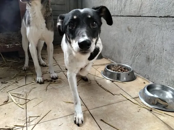 Pies do adopcji, Oborniki, 13 stycznia 2026 (2/3)