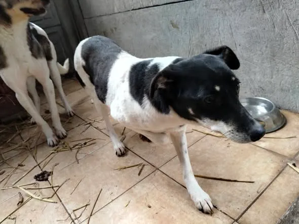 Pies do adopcji, Oborniki, 13 stycznia 2026 (3/3)