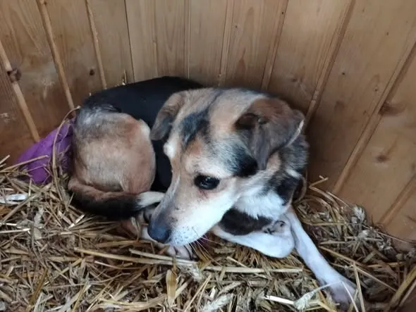 Pies do adopcji, Oborniki, 13 stycznia 2026 (2/3)