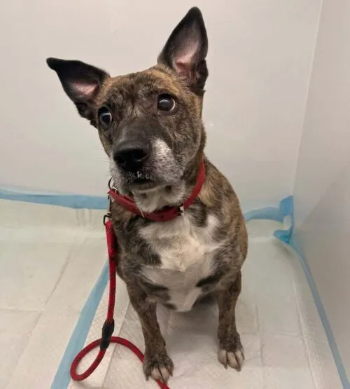 Pies do adopcji, Głowno, 24 marca 2026 (3/4)