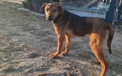 Pies do adopcji, Głowno, 24 marca 2026