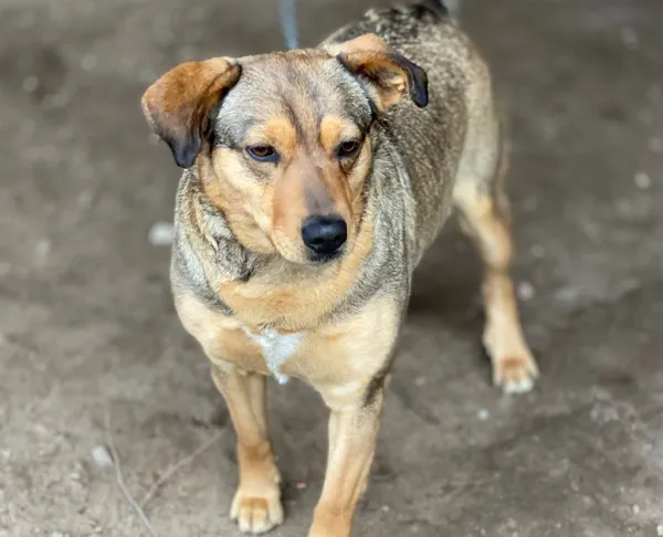 Pies do adopcji, Głowno, 24 marca 2026