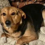 Pies do adopcji
