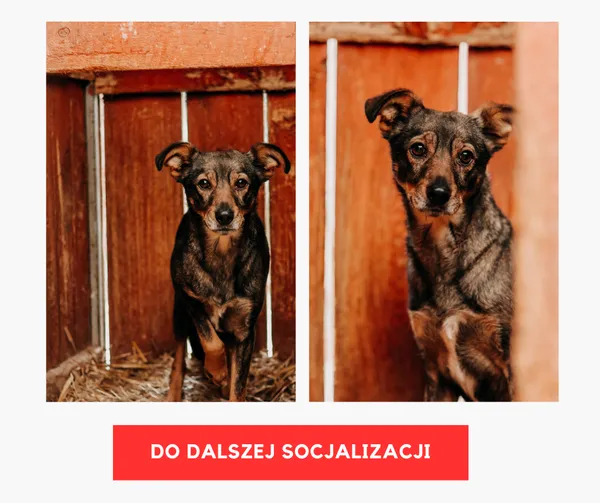 Pies do adopcji, Czartki, 24 marca 2026