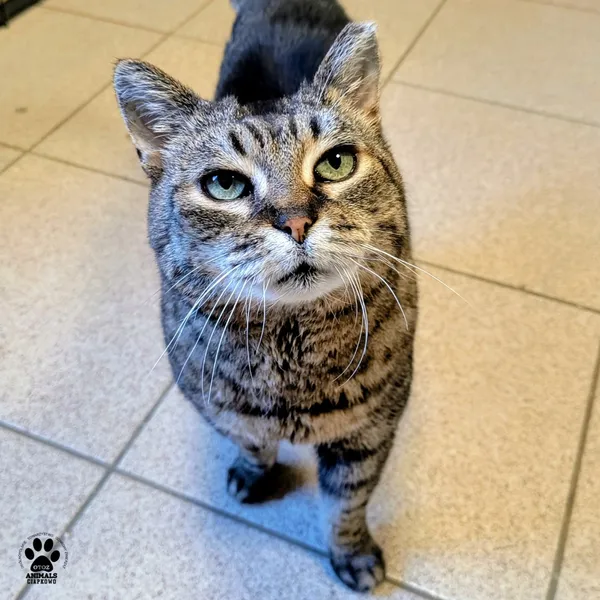 Kot do adopcji, Gdynia, 24 marca 2026 (5/5)