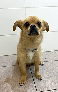 Znaleziono psa, Siedlce, 23 marca 2026