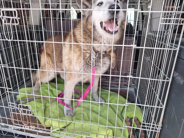 Pies do adopcji, Orzechowce, 24 marca 2026 (3/4)