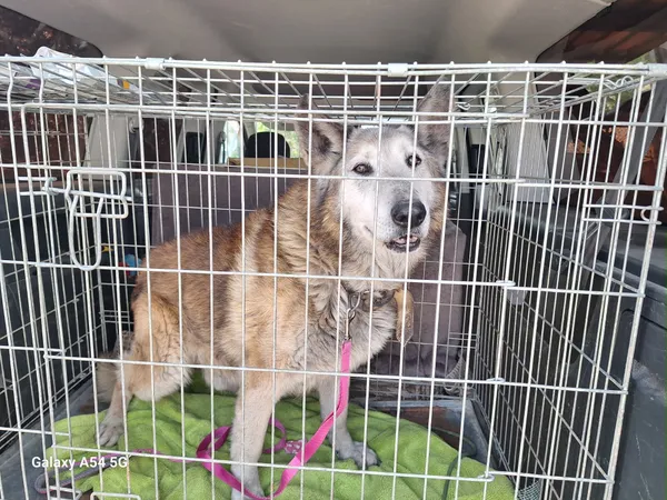 Pies do adopcji, Orzechowce, 24 marca 2026 (4/4)