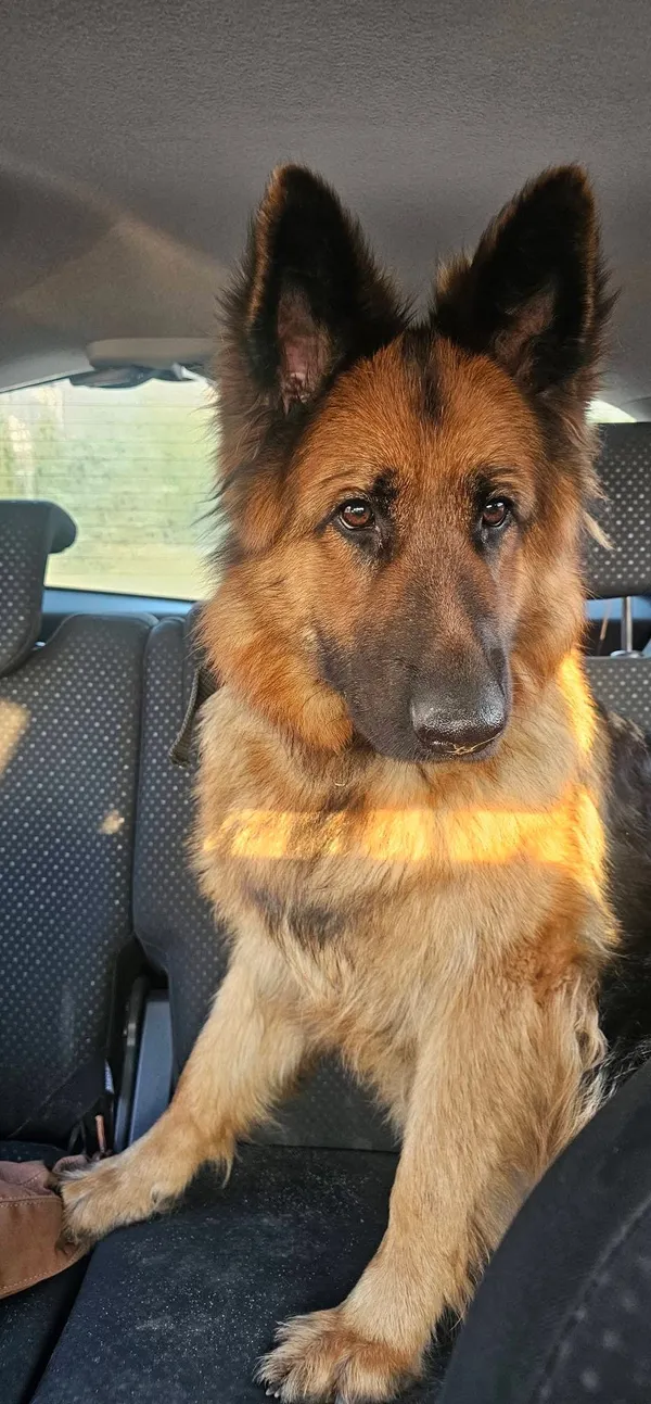 Znaleziono psa, Dąbrowa-Bór, 24 marca 2026 (1/2)