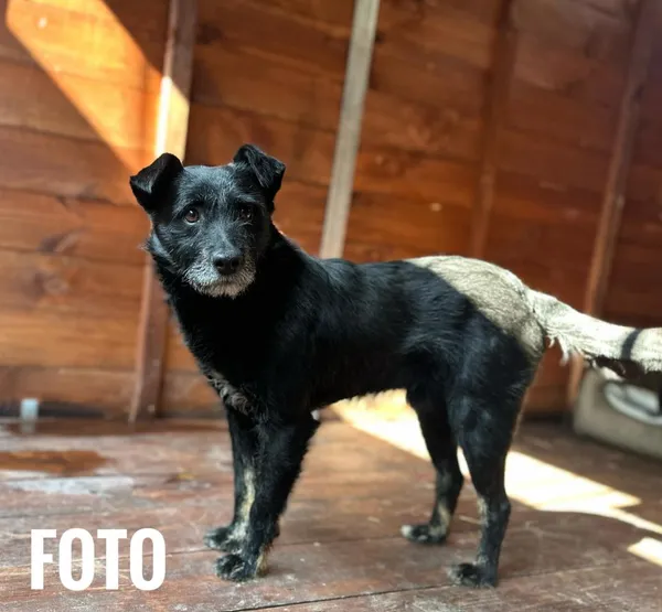 Pies do adopcji, Rytlów, 24 marca 2026