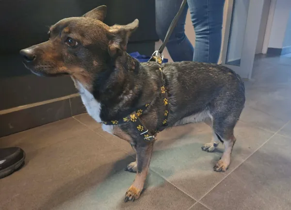 Znaleziono psa, Olsztyn, 20 marca 2026 (2/2)