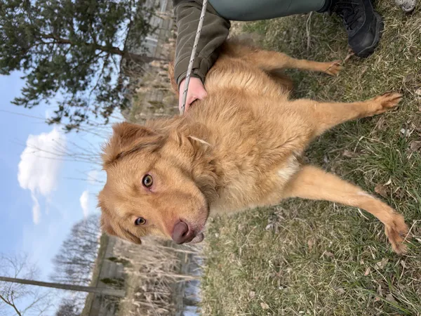 Pies do adopcji, Bełchatów, 17 lutego 2026 (5/5)