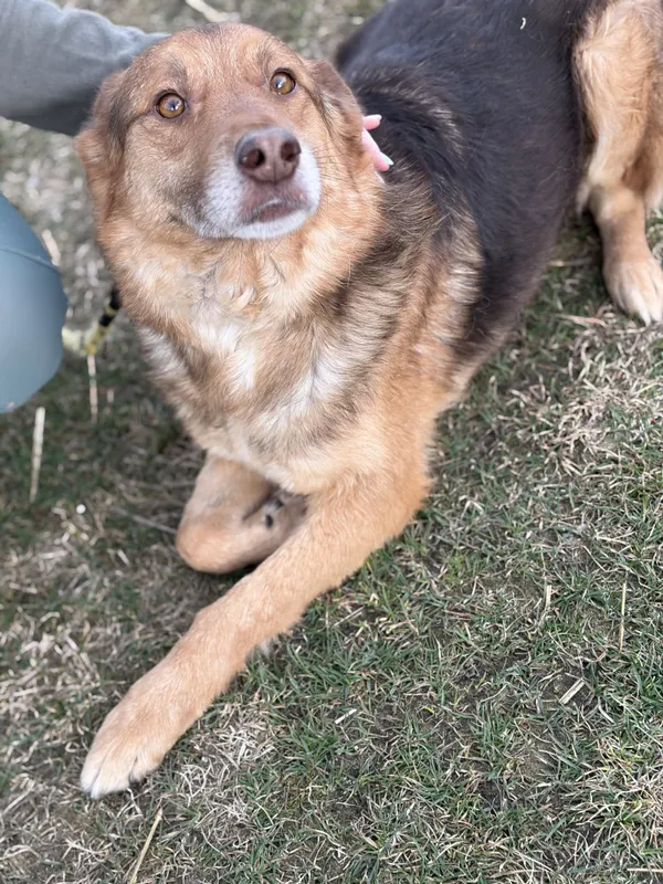 Pies do adopcji, Bełchatów, 2 lipca 2025 (1/5)