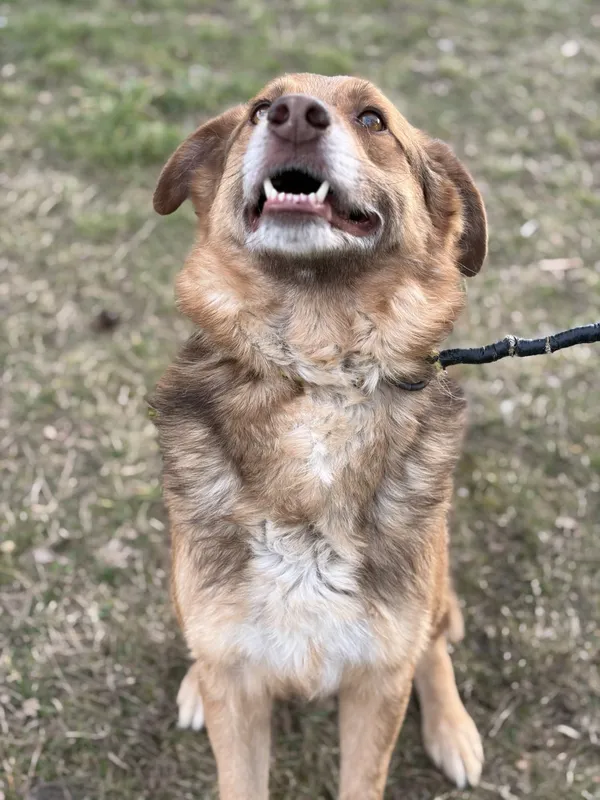 Pies do adopcji, Bełchatów, 2 lipca 2025 (2/5)