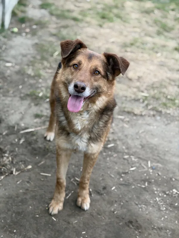 Pies do adopcji, Bełchatów, 2 lipca 2025 (4/5)