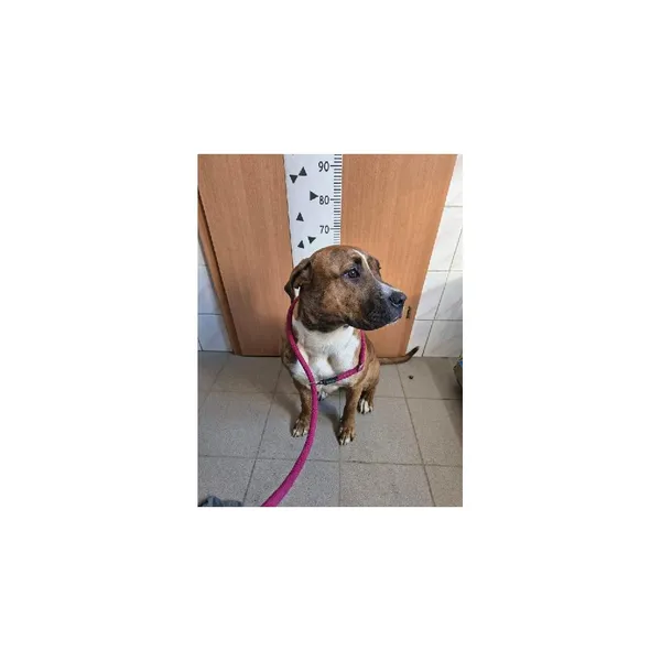 Znaleziono psa, Białystok, 3 marca 2026