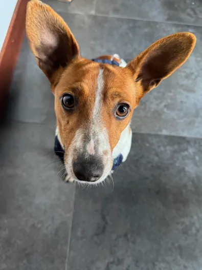 Pies do adopcji, Oborniki, 16 lutego 2026 (1/4)