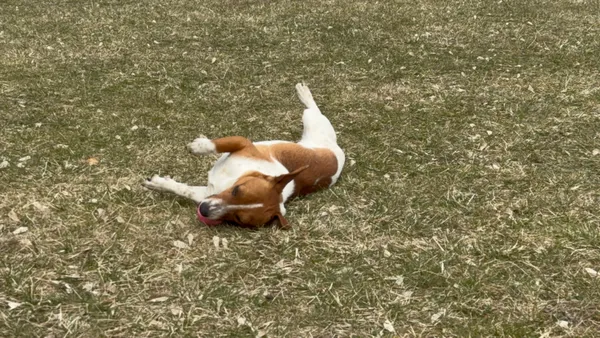 Pies do adopcji, Oborniki, 16 lutego 2026 (4/4)