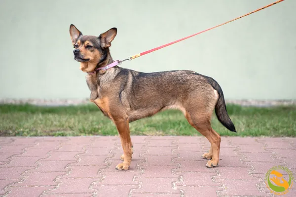 Znaleziono psa, Skałowo, 24 marca 2026 (3/3)