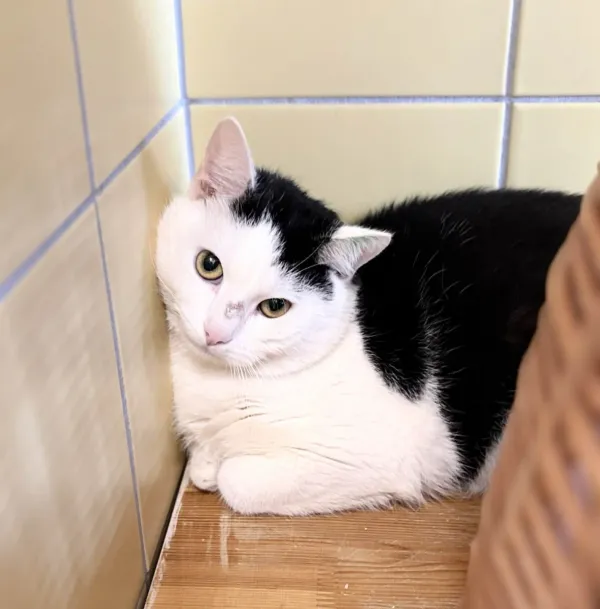 Kot do adopcji, Wrocław, 22 lutego 2026