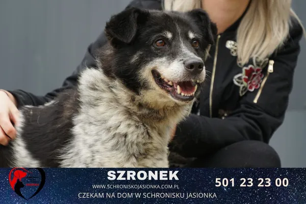Pies do adopcji, Ciosny, 16 kwietnia 2022