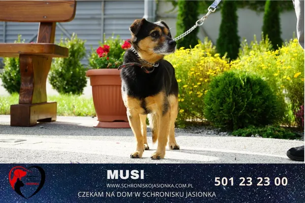 Pies do adopcji, Ciosny, 29 sierpnia 2022 (1/4)