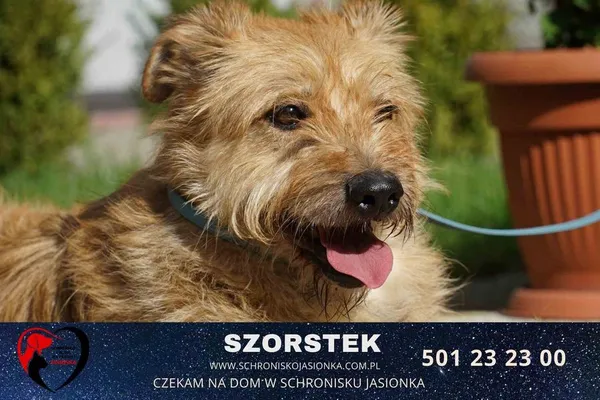 Pies do adopcji, Ciosny, 7 maja 2018 (2/2)
