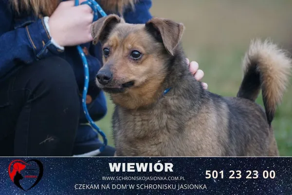 Pies do adopcji, Ciosny, 1 sierpnia 2018 (1/2)