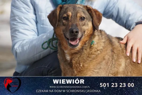 Pies do adopcji, Ciosny, 1 sierpnia 2018 (2/2)