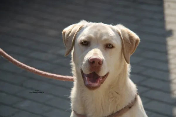 Pies do adopcji, Nowy Dwór Mazowiecki, 24 marca 2026 (1/5)