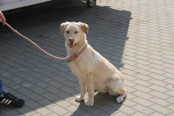 Pies do adopcji, Nowy Dwór Mazowiecki, 24 marca 2026 (3/5)