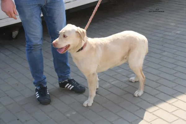 Pies do adopcji, Nowy Dwór Mazowiecki, 24 marca 2026 (4/5)