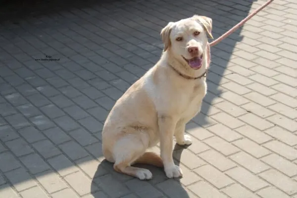 Pies do adopcji, Nowy Dwór Mazowiecki, 24 marca 2026 (5/5)