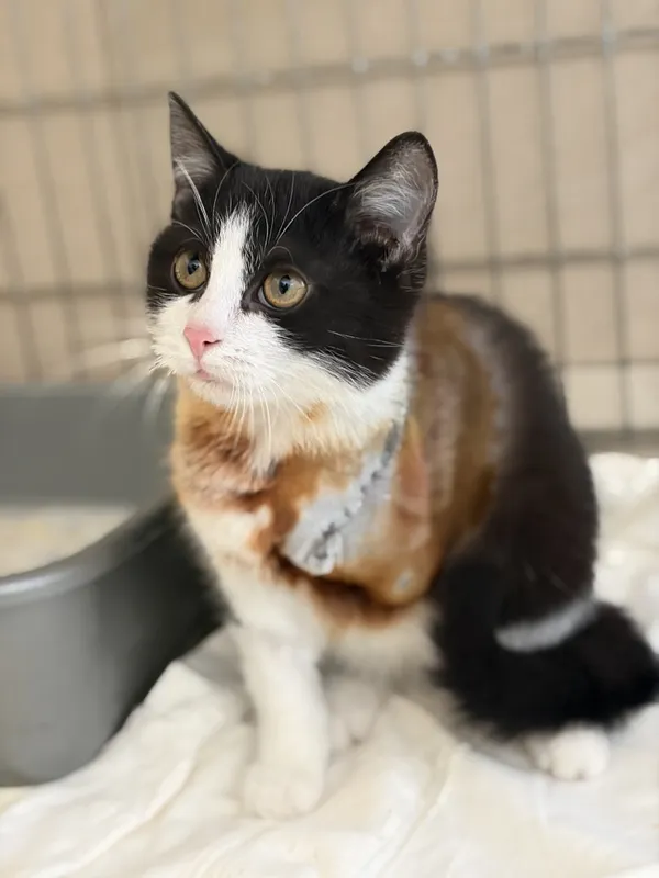 Kot do adopcji, Bełchatów, 5 stycznia 2026 (1/5)