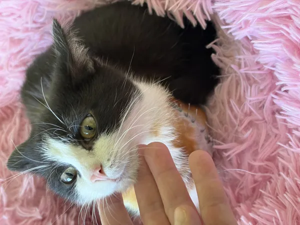 Kot do adopcji, Bełchatów, 5 stycznia 2026 (2/5)