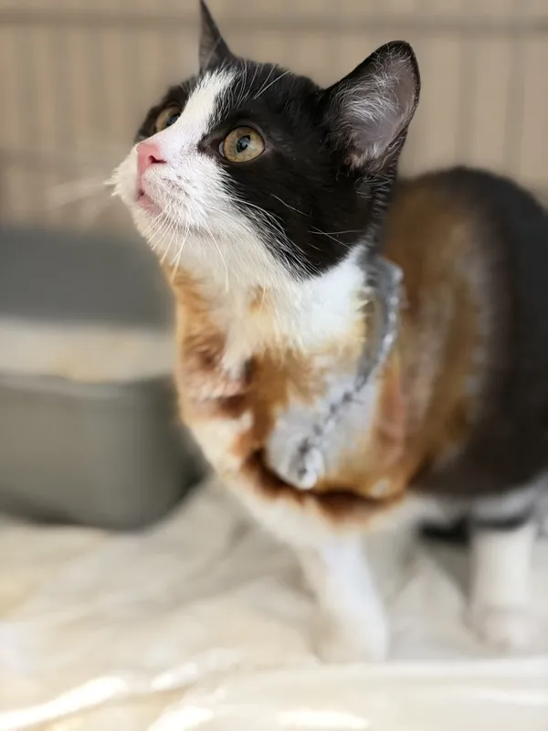 Kot do adopcji, Bełchatów, 5 stycznia 2026 (3/5)