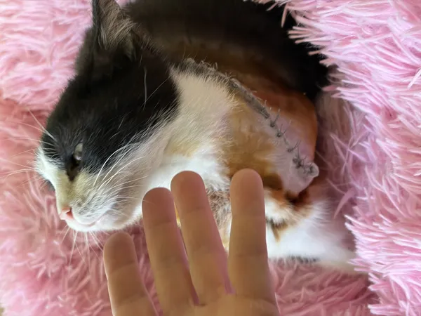 Kot do adopcji, Bełchatów, 5 stycznia 2026 (4/5)