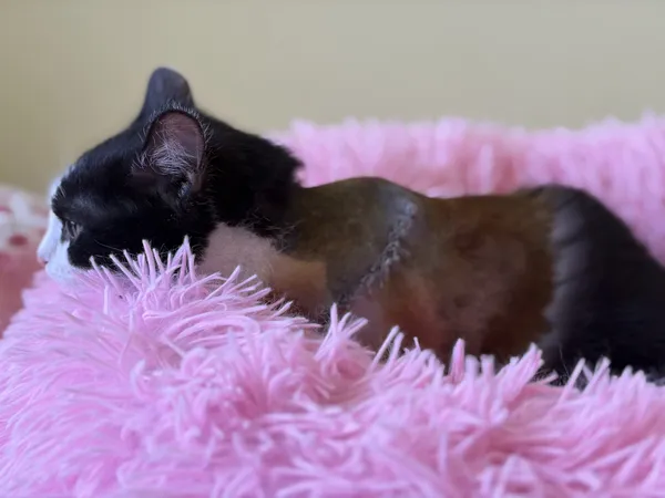 Kot do adopcji, Bełchatów, 5 stycznia 2026 (5/5)