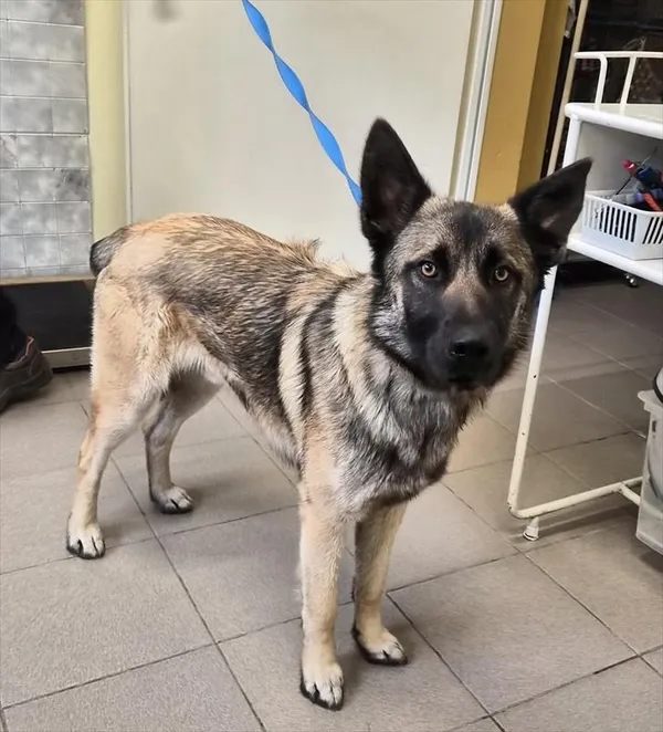 Pies do adopcji, Choszczno, 25 marca 2026