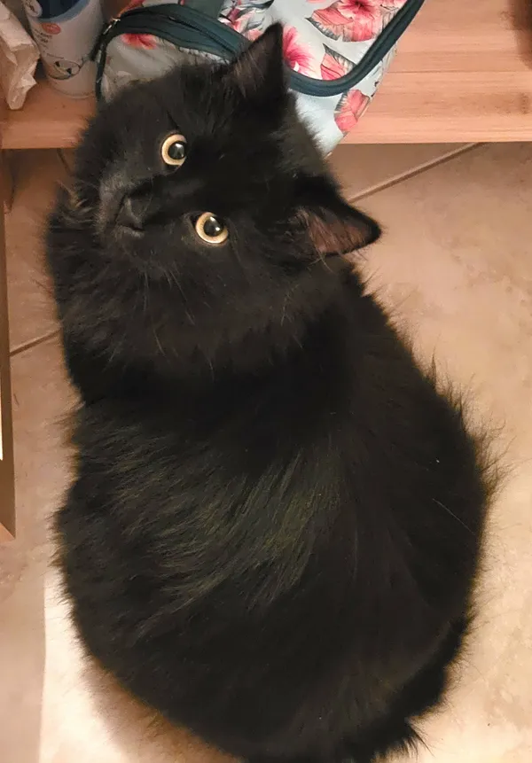 Zaginął kot, Jurgów, 26 marca 2026 (1/2)