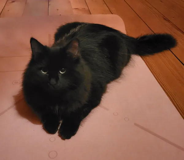 Zaginął kot, Jurgów, 26 marca 2026 (2/2)