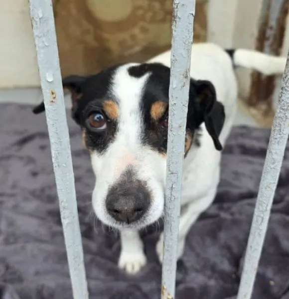 Znaleziono psa, Radom, 26 marca 2026